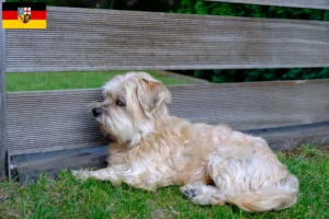 Read more about the article Kyi Leo criadores e cachorros em Saarland