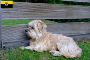 Read more about the article Kyi Leo criadores e cachorros em Saxónia-Anhalt