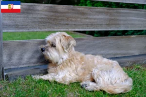 Read more about the article Kyi Leo criadores e cachorros em Schleswig-Holstein