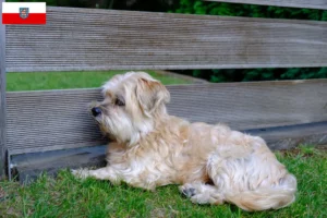 Read more about the article Kyi Leo criadores e cachorros em Thuringia
