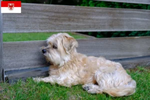 Read more about the article Kyi Leo criadores e cachorros em Brandenburg