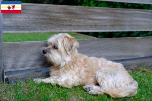 Read more about the article Kyi Leo criadores e cachorros em Mecklenburg-Vorpommern