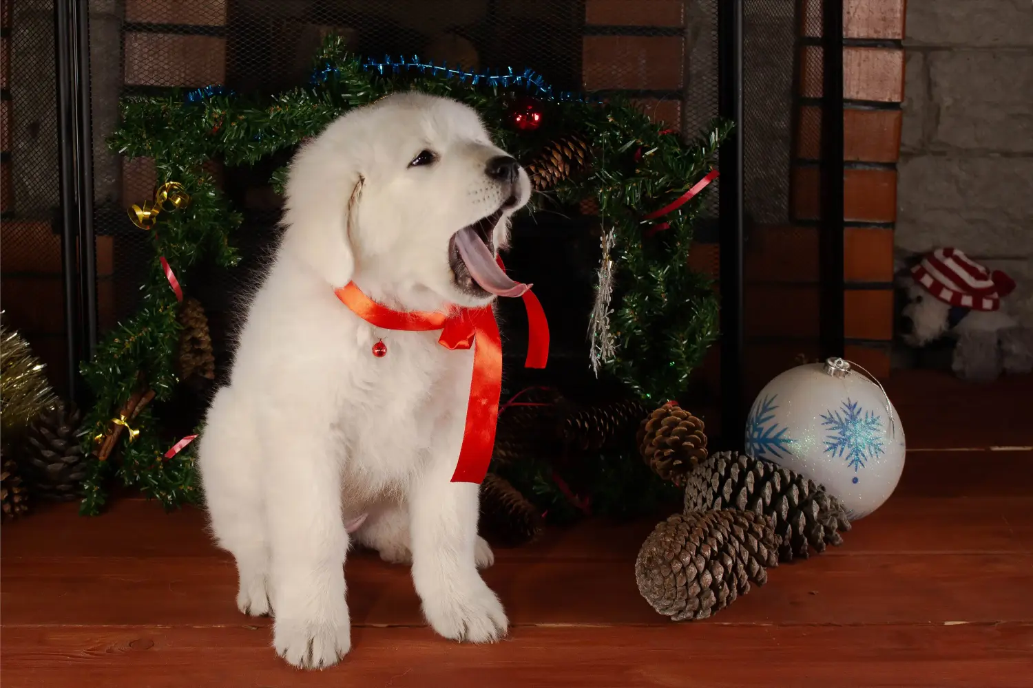 Comprar um cachorro Maremma Abruzzo Sheepdog significa assumir responsabilidades! Comprar cachorros Maremma Abruzzo Sheepdog.