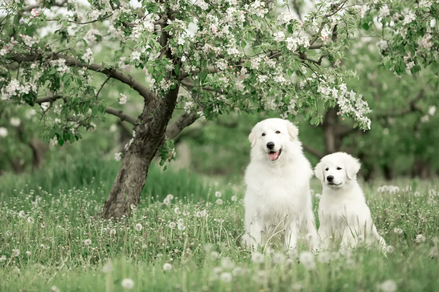Comprar um cachorro Maremma Abruzzo Sheepdog significa assumir responsabilidades! Comprar cachorros Maremma Abruzzo Sheepdog.