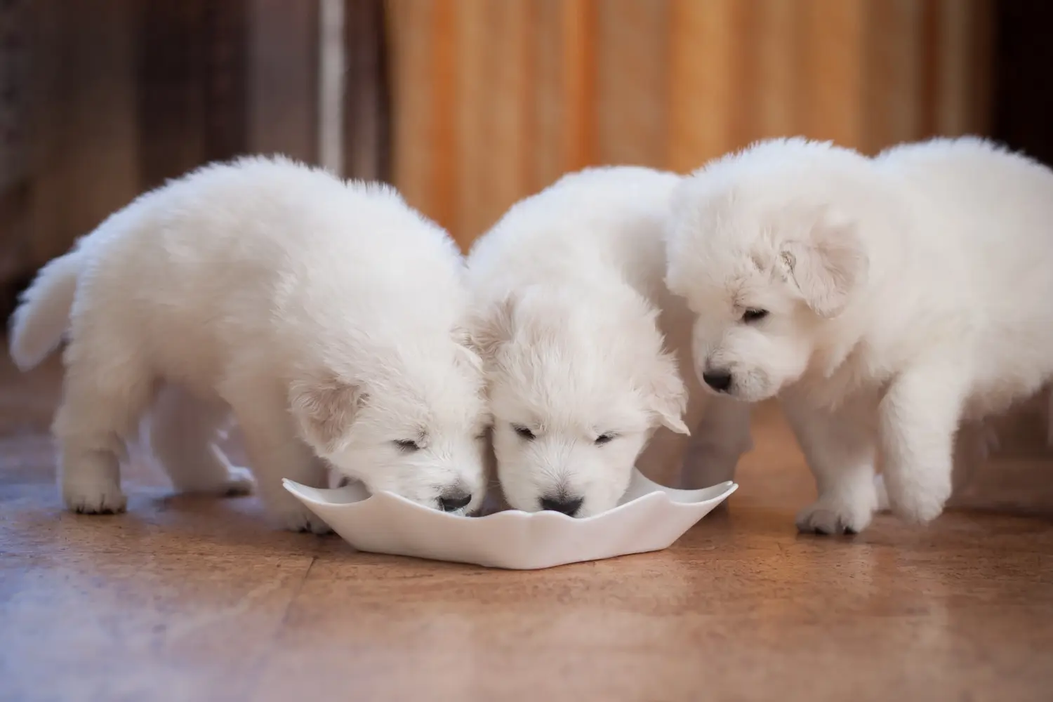 Comprar um cachorro Maremma Abruzzo Sheepdog significa assumir responsabilidades! Comprar cachorros Maremma Abruzzo Sheepdog.