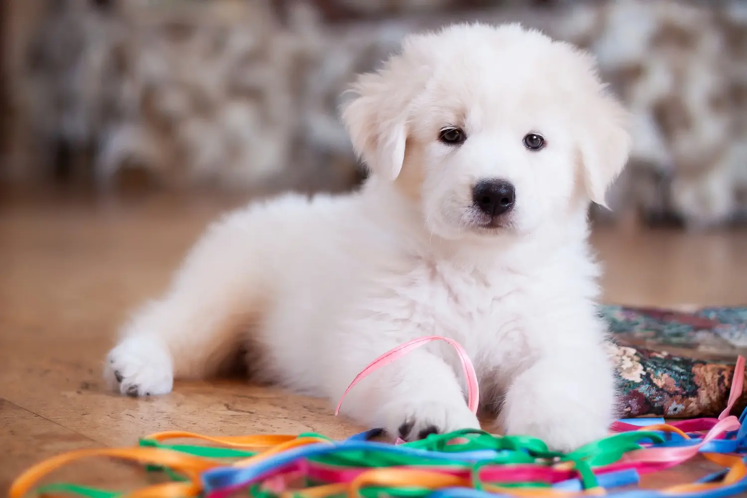Comprar um cachorro Maremma Abruzzo Sheepdog significa assumir responsabilidades! Comprar cachorros Maremma Abruzzo Sheepdog.