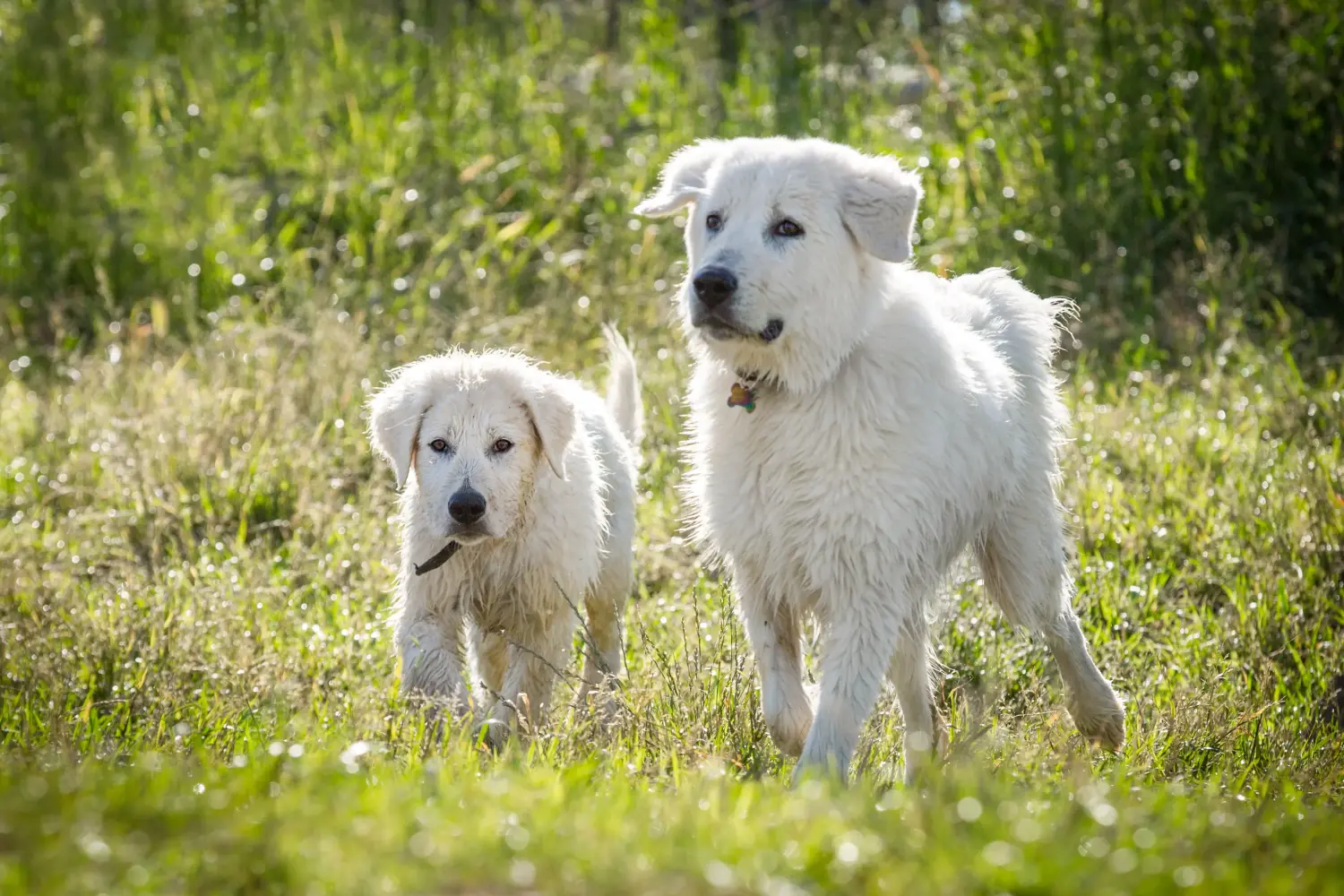 Comprar um cachorro Maremma Abruzzo Sheepdog significa assumir responsabilidades! Comprar cachorros Maremma Abruzzo Sheepdog.