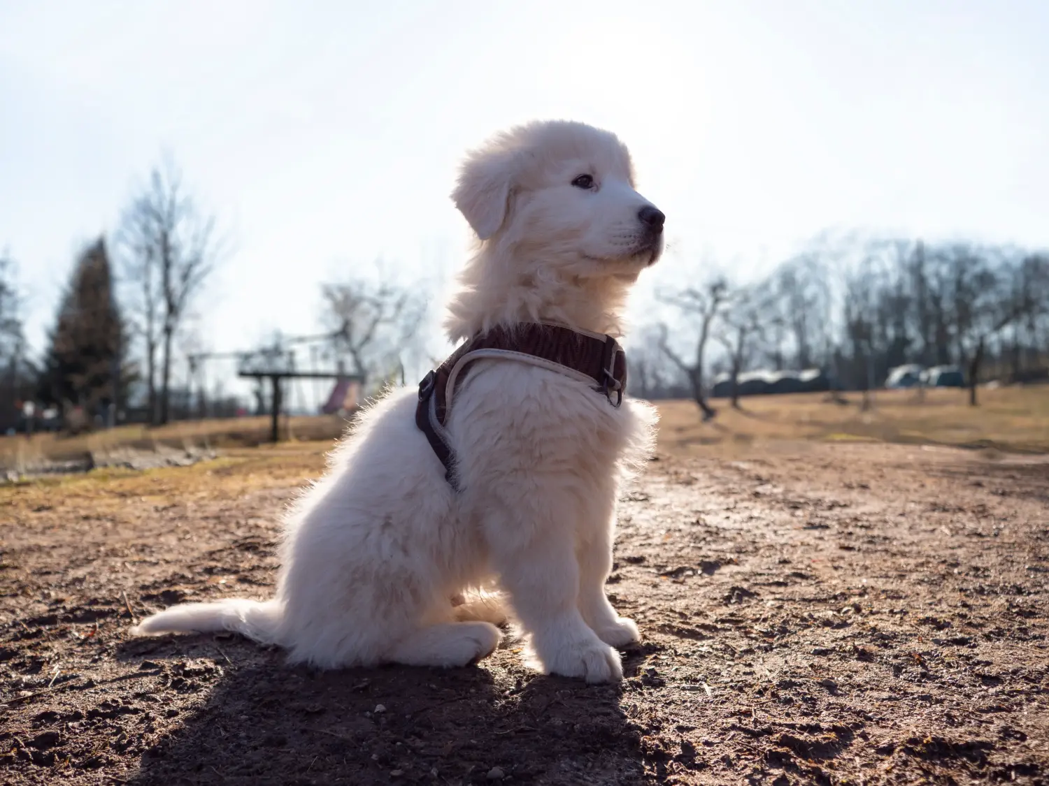 Comprar um cachorro Maremma Abruzzo Sheepdog significa assumir responsabilidades! Comprar cachorros Maremma Abruzzo Sheepdog.
