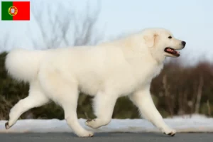 Read more about the article Criadores de Maremma Abruzzo Sheepdog e cachorros em Portugal