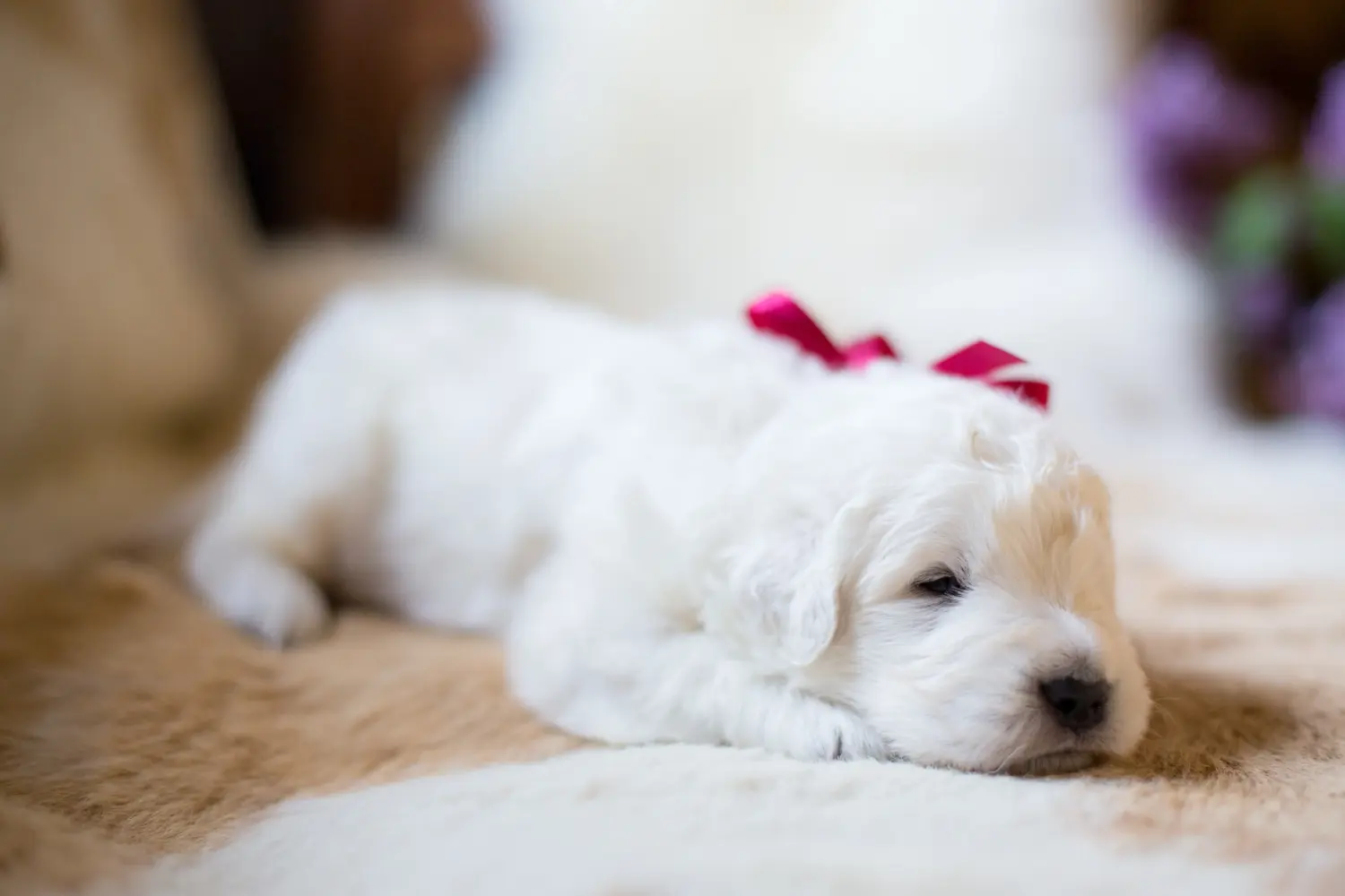 Comprar um cachorro Maremma Abruzzo Sheepdog significa assumir responsabilidades! Comprar cachorros Maremma Abruzzo Sheepdog.