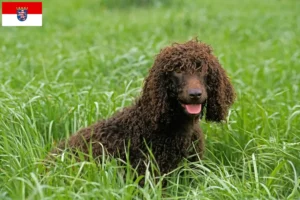 Read more about the article Criadores de Irish Water Spaniel e cachorros em Hessen