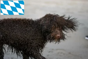 Read more about the article Criadores de Irish Water Spaniel e cachorros na Baviera