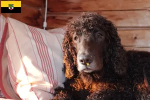 Read more about the article Criadores de Irish Water Spaniel e cachorros em Saxónia-Anhalt