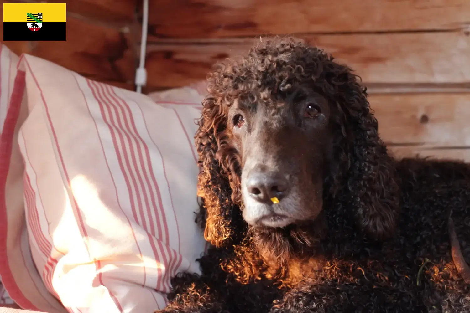 Read more about the article Criadores de Irish Water Spaniel e cachorros em Saxónia-Anhalt