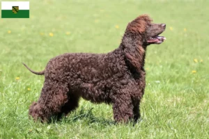 Read more about the article Criadores de Irish Water Spaniel e cachorros em Saxónia