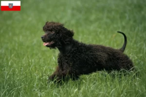 Read more about the article Criadores de Irish Water Spaniel e cachorros em Thuringia