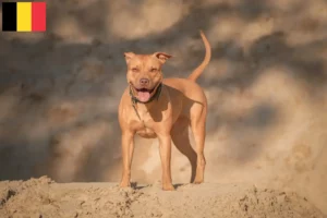 Read more about the article Criadores e cachorros de American Pit Bull Terrier na Bélgica