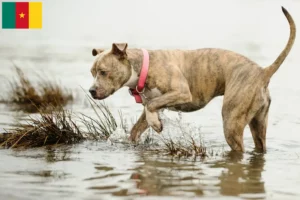 Read more about the article Criadores e cachorros de American Pit Bull Terrier nos Camarões