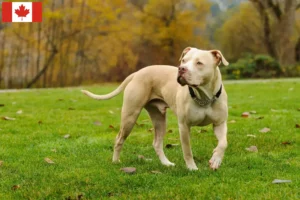 Read more about the article Criadores e cachorros de American Pit Bull Terrier no Canadá