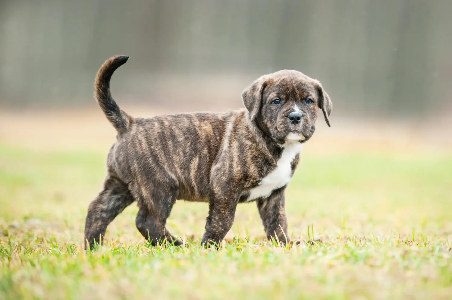 Comprar um cachorro American Staffordshire Terrier significa assumir responsabilidades! Comprar cachorros American Staffordshire Terrier.