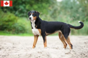 Read more about the article Appenzell Mountain Dog Breeder e cachorros no Canadá