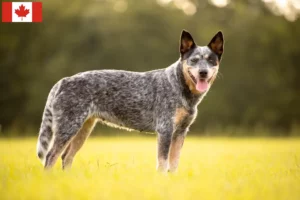 Read more about the article Criadores de Australian Cattle Dog e cachorros no Canadá