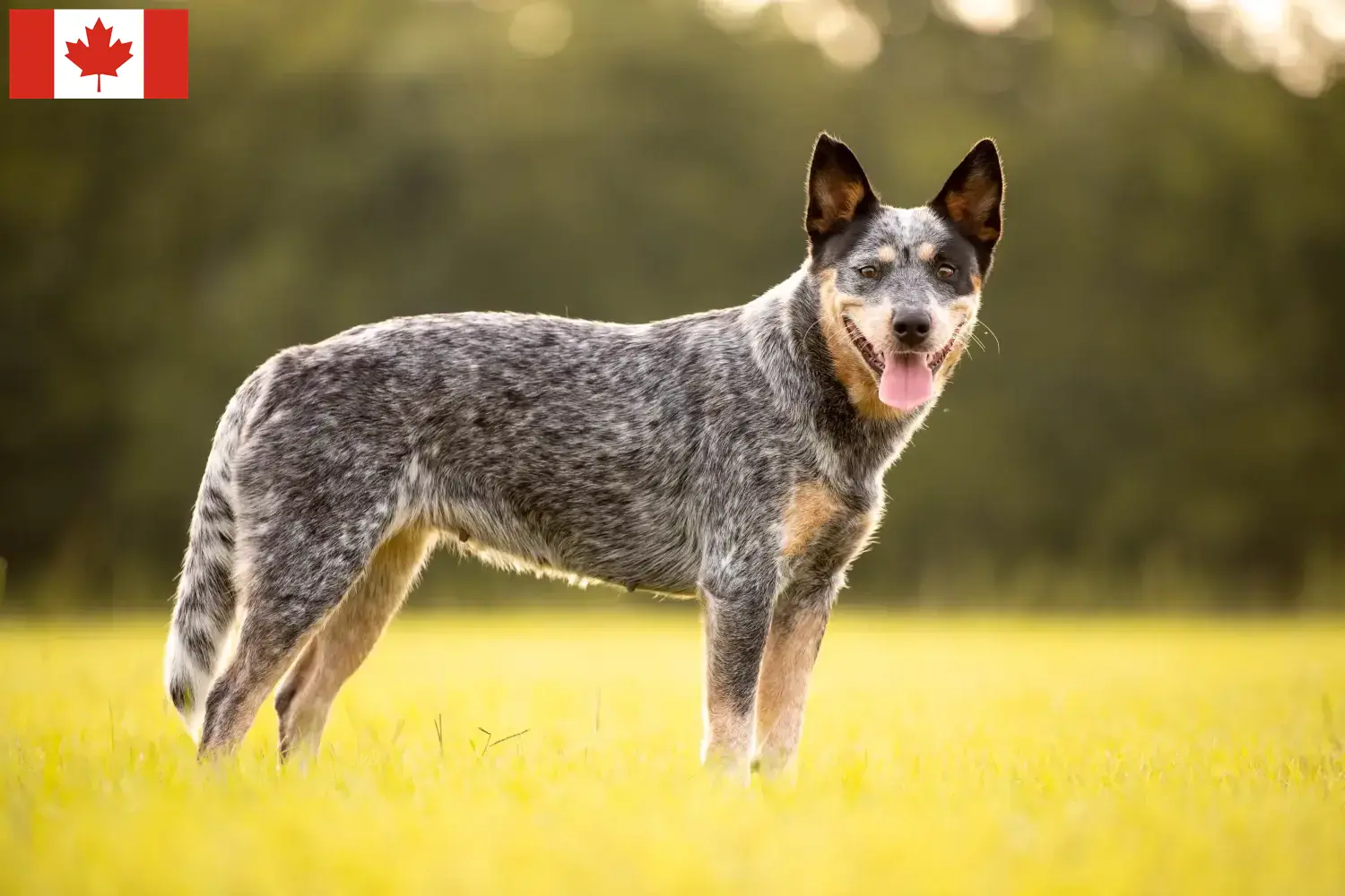 Read more about the article Criadores de Australian Cattle Dog e cachorros no Canadá