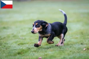 Read more about the article Criadores de Basset bleu de Gascogne e cachorros na República Checa