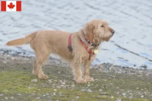 Read more about the article Basset fauve de Bretagne criadores e cachorros no Canadá
