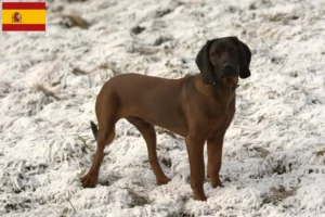 Read more about the article Criadores de Bavarian Mountain Hound e cachorros em Espanha