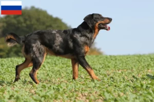 Read more about the article Criadores de Beauceron e cachorros na Rússia