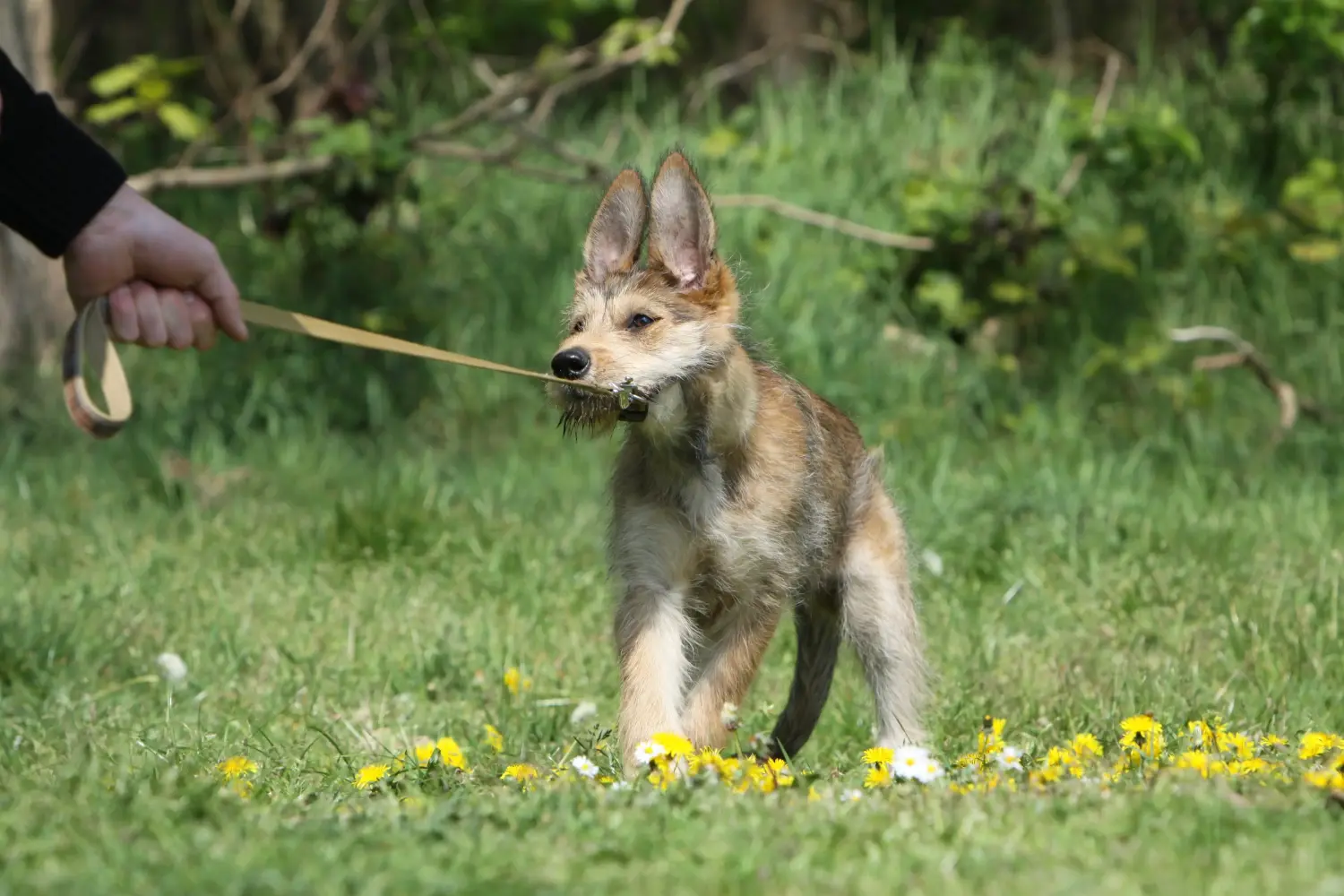 Comprar um cachorro Berger de Picardie significa assumir a responsabilidade! Comprar cachorros Berger de Picardie.