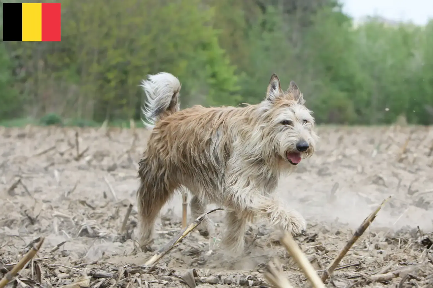 Read more about the article Berger de Picardie criadores e cachorros na Bélgica