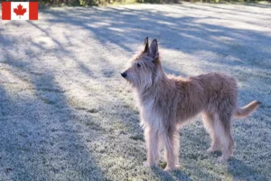 Read more about the article Berger de Picardie criadores e cachorros no Canadá