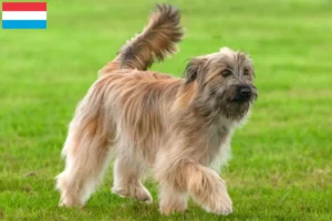 Read more about the article Berger des Pyrenees criadores e cachorros no Luxemburgo