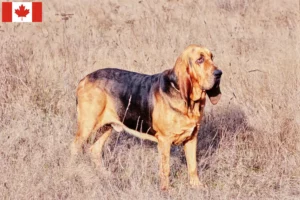 Read more about the article Criadores de Bloodhound e cachorros no Canadá