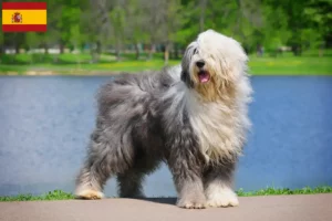 Read more about the article Criadores de Bobtail e cachorros em Espanha