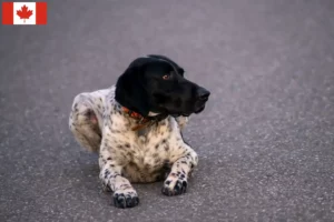 Read more about the article Braque d’Auvergne criadores e cachorros no Canadá