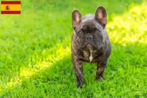 Read more about the article Criadores de Bulldog Francês e cachorros em Espanha