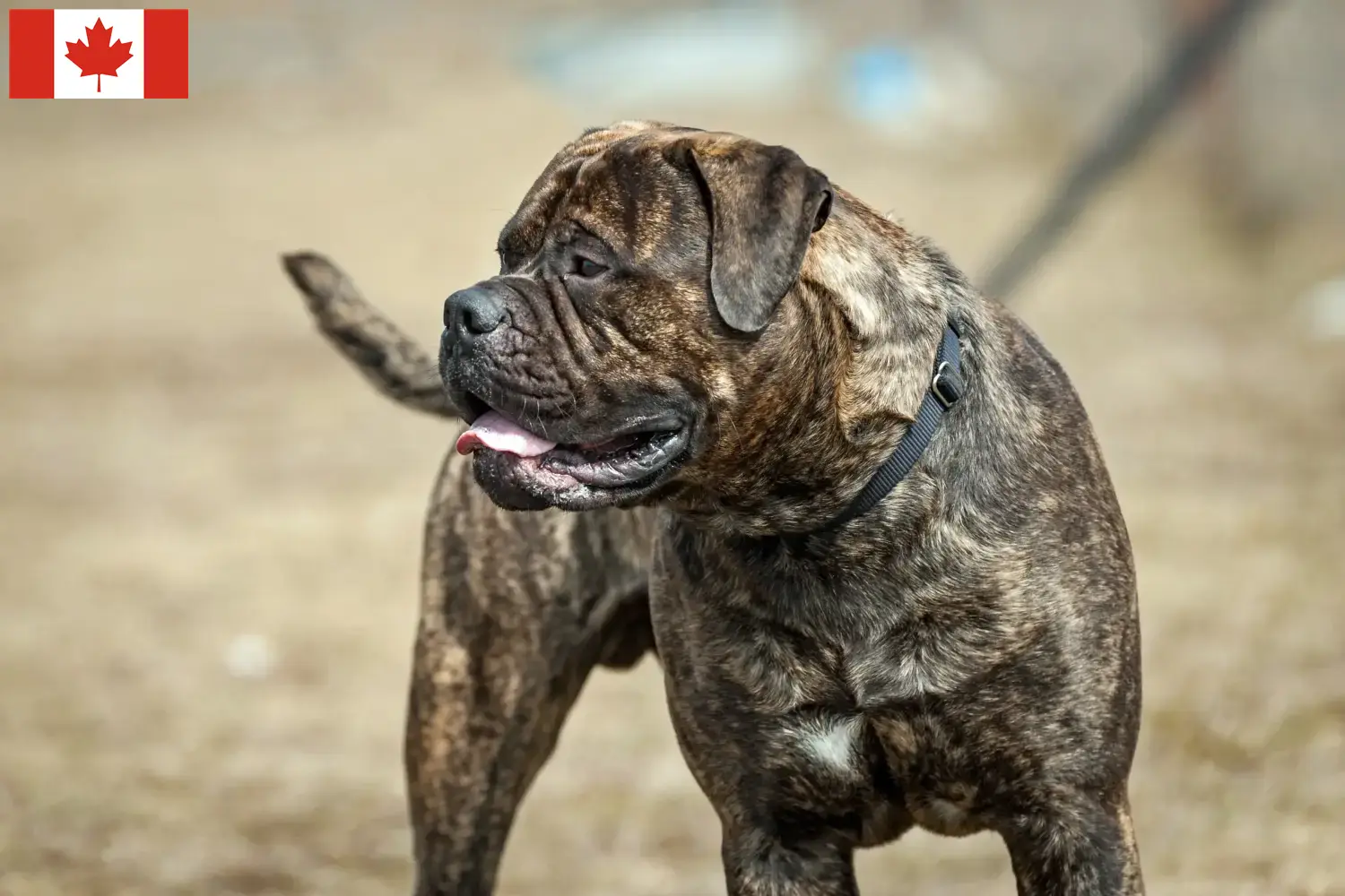 Bullmastiff cachorros e criadores Canadá Aqui pode encontrar criadores de Bullmastiff no Canadá.