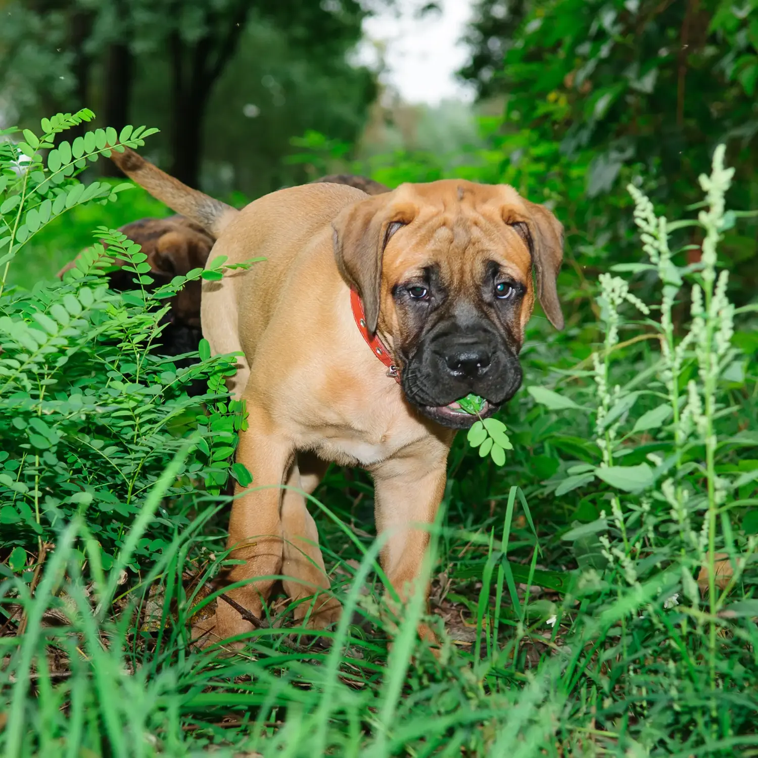 Comprar um cachorro Bullmastiff significa assumir responsabilidades! Comprar cachorros Bullmastiff.