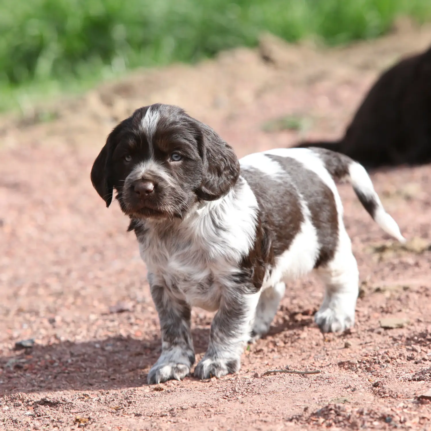 Comprar um cachorro de cão de guarda alemão significa assumir a responsabilidade! Comprar cachorros de cão de guarda alemão.