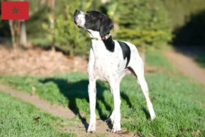 Read more about the article Criadores e cachorros de Pointer Inglês em Marrocos