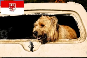 Read more about the article Criadores de caniches ovinos e cachorros em Brandenburg