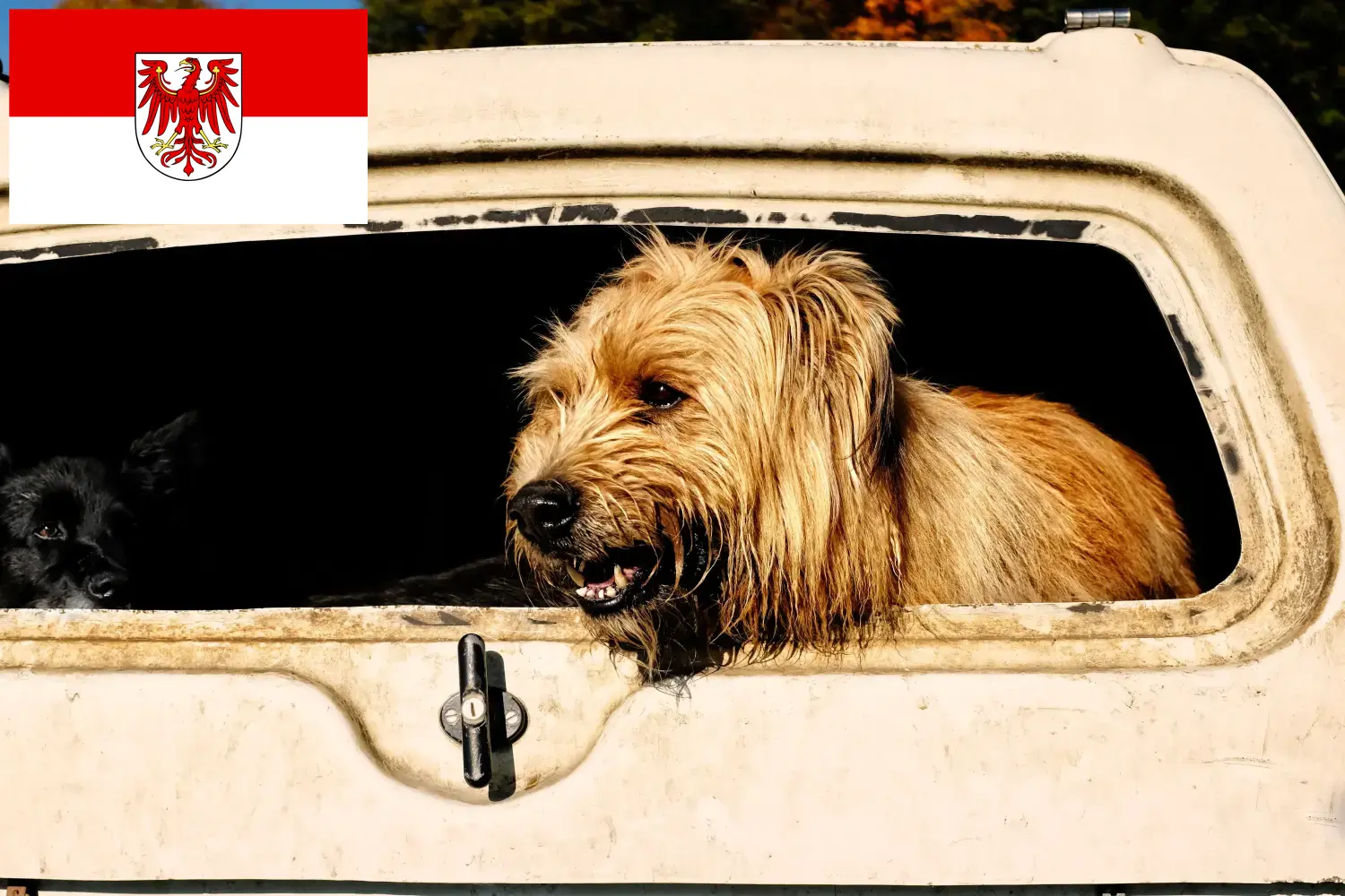 Cachorros Poodle Ovinos e criadores Brandenburg Aqui pode encontrar criadores de Caniches Ovinos em Brandenburg.