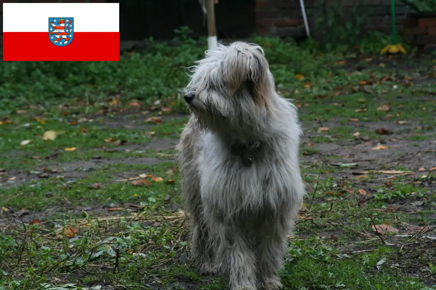 Read more about the article Criadores de caniches ovinos e cachorros em Thuringia