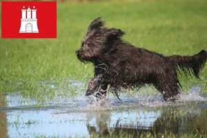 Read more about the article Criadores de caniches ovinos e cachorros em Hamburgo