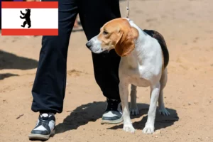 Read more about the article Criador de cães da planície suíça e cachorros em Berlim