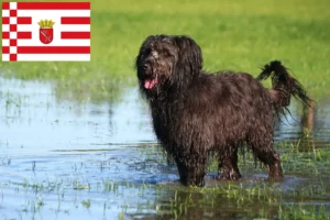 Read more about the article Criadores de caniche e cachorros em Bremen