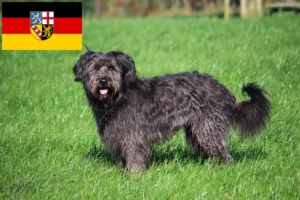 Read more about the article Criadores de caniches ovinos e cachorros em Sarre